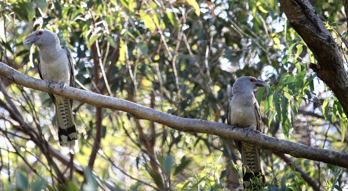 Channel-billed Cuckoo - ML644981886
