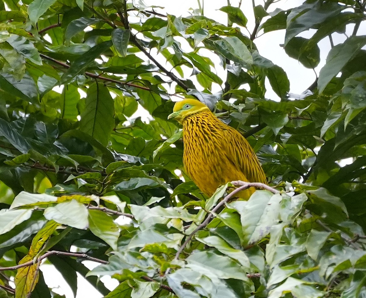 キンミノヒメアオバト - ML644981892