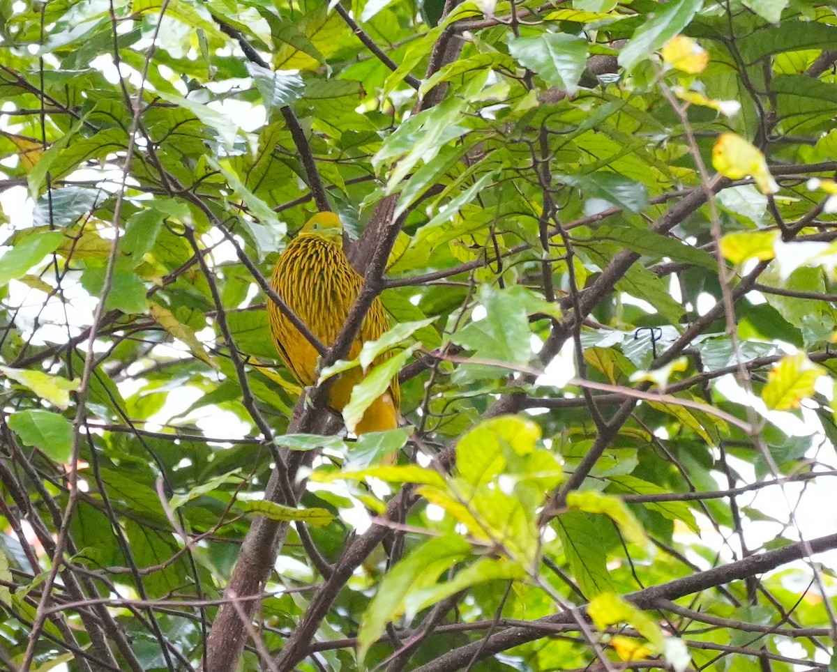 キンミノヒメアオバト - ML644981893