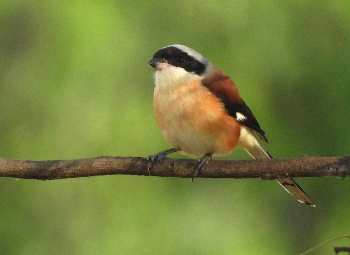 Bay-backed Shrike - ML644981894
