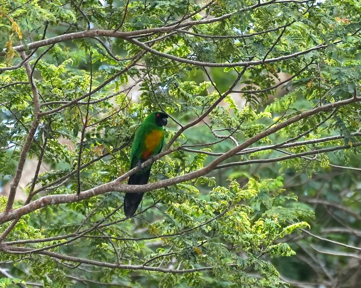 peja škraboškový - ML644981896