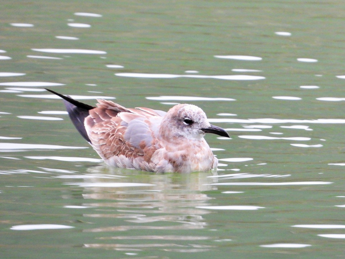 Laughing Gull - ML644981901