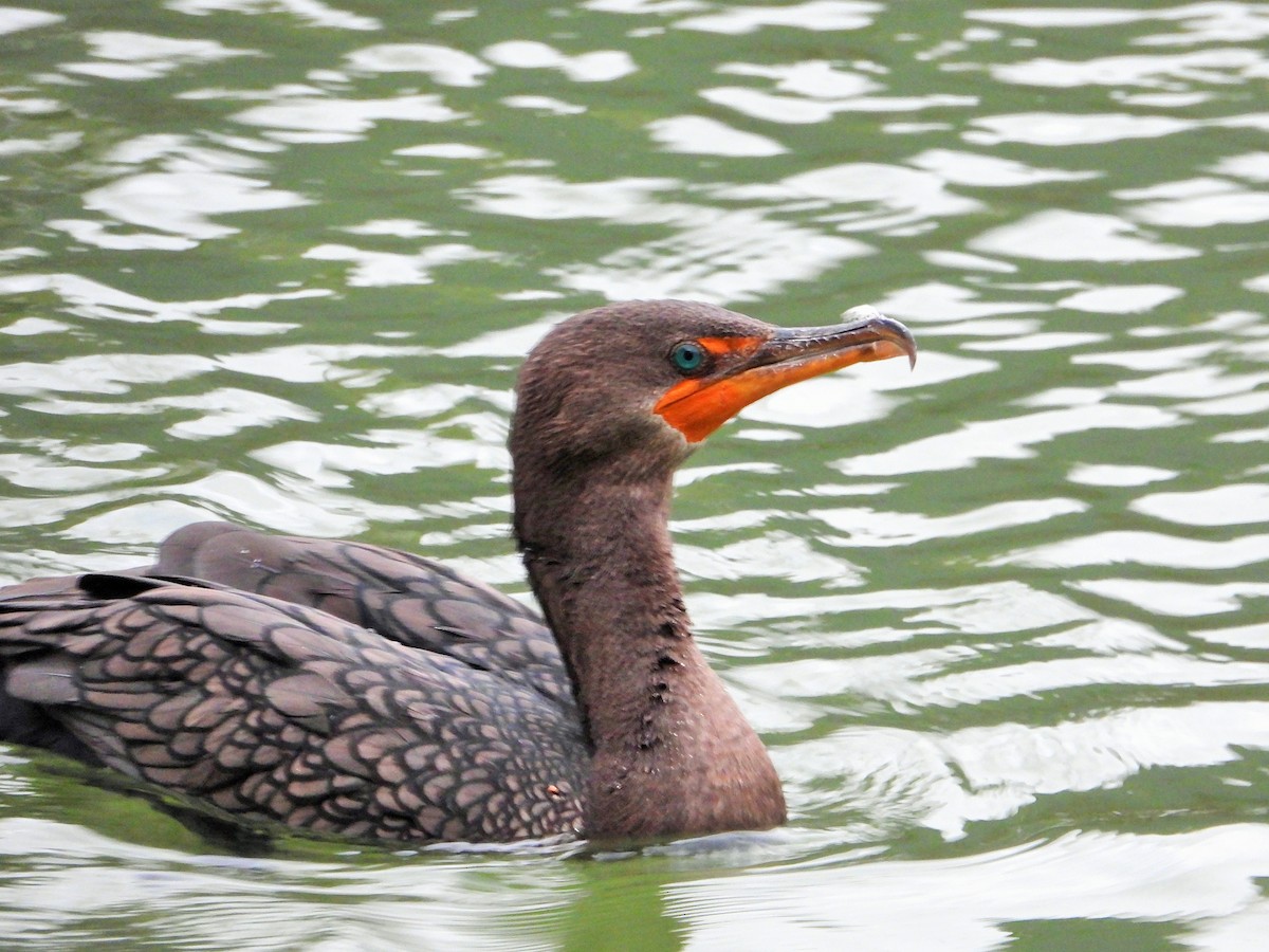Double-crested Cormorant - ML644981904