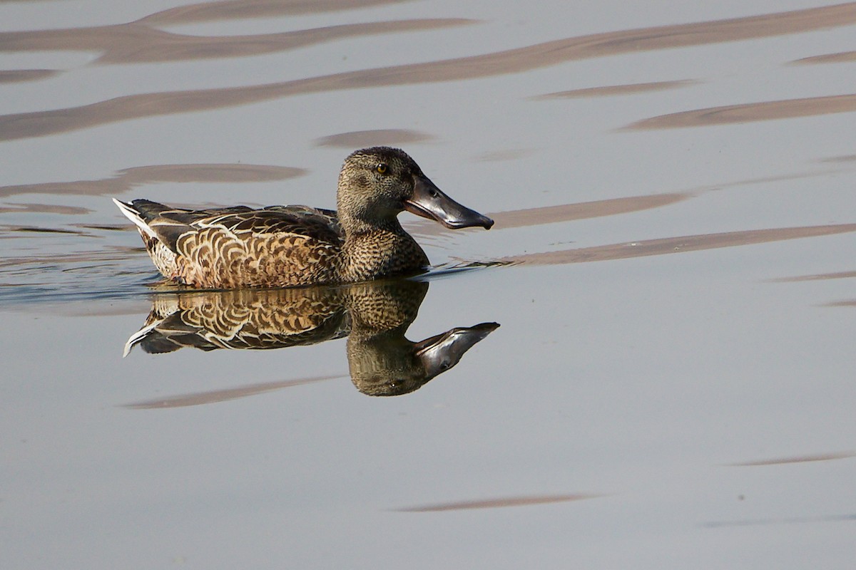 Халбага нугас - ML644981911