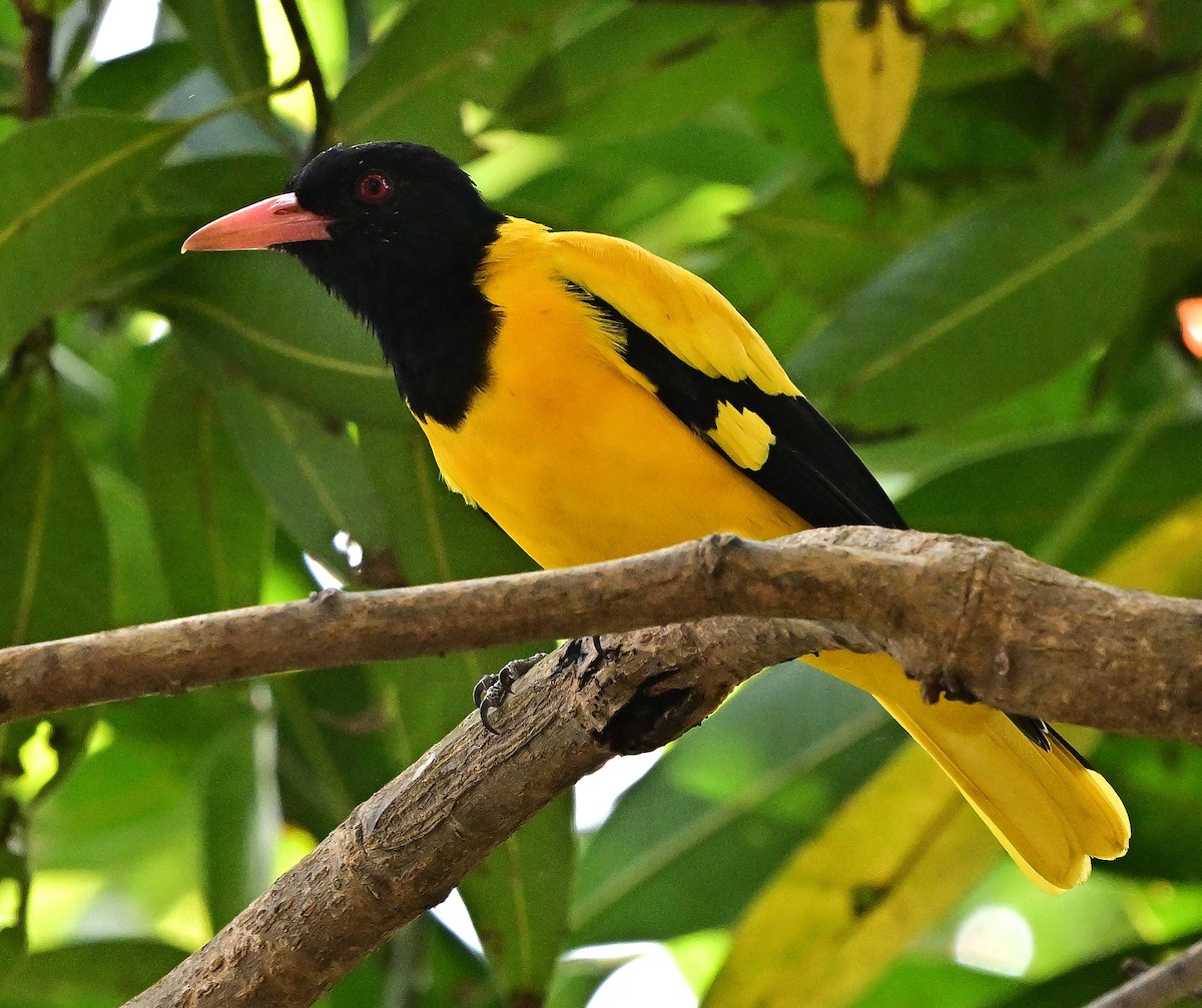 Black-hooded Oriole - ML644981912