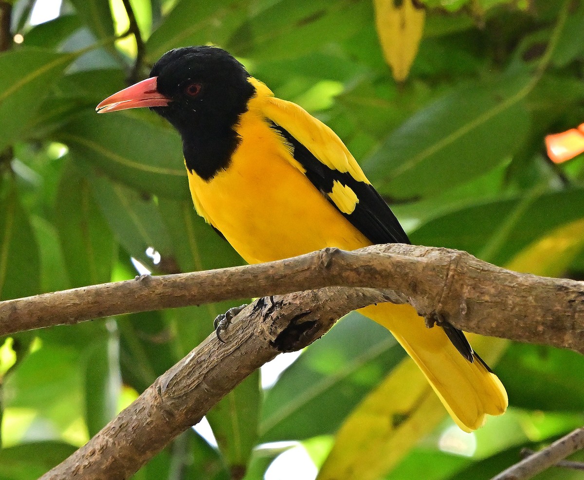 Black-hooded Oriole - ML644981913