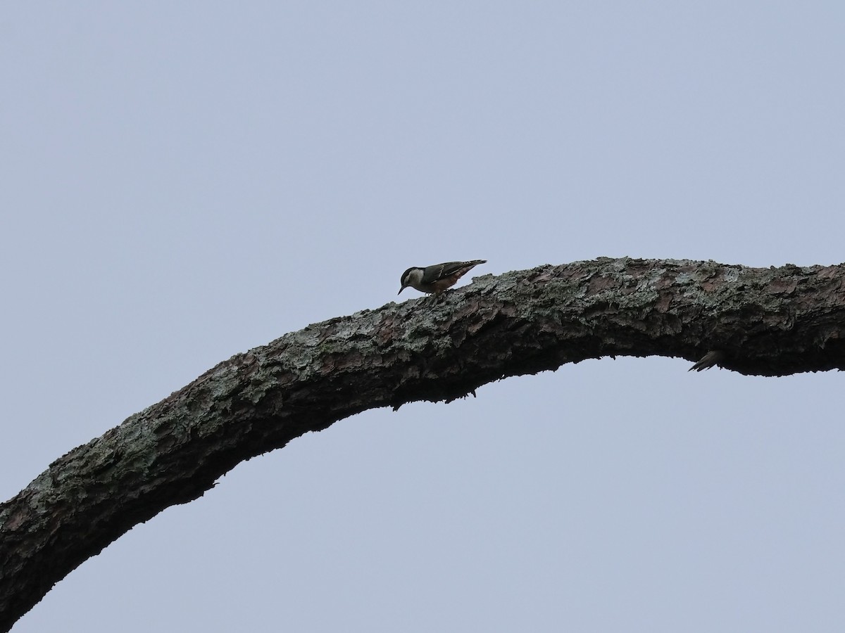 White-breasted Nuthatch - ML644981919