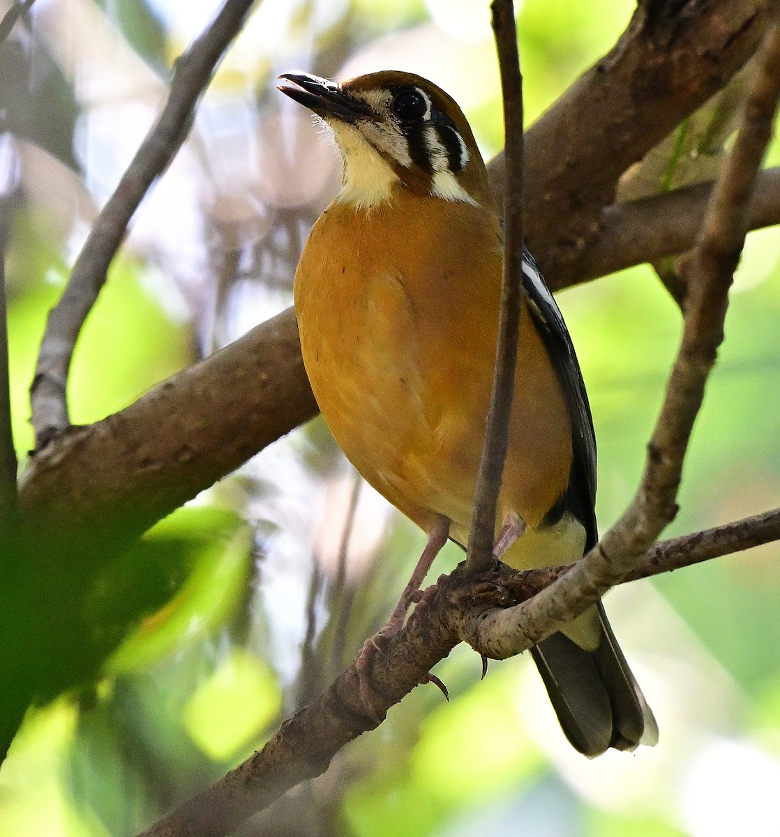 Orange-headed Thrush - ML644981920