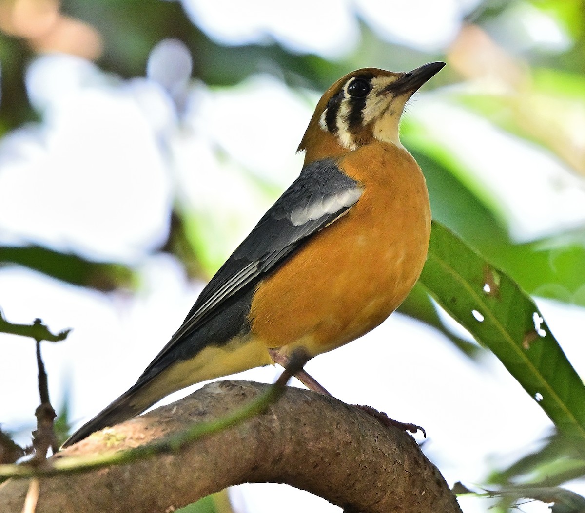 Orange-headed Thrush - ML644981921