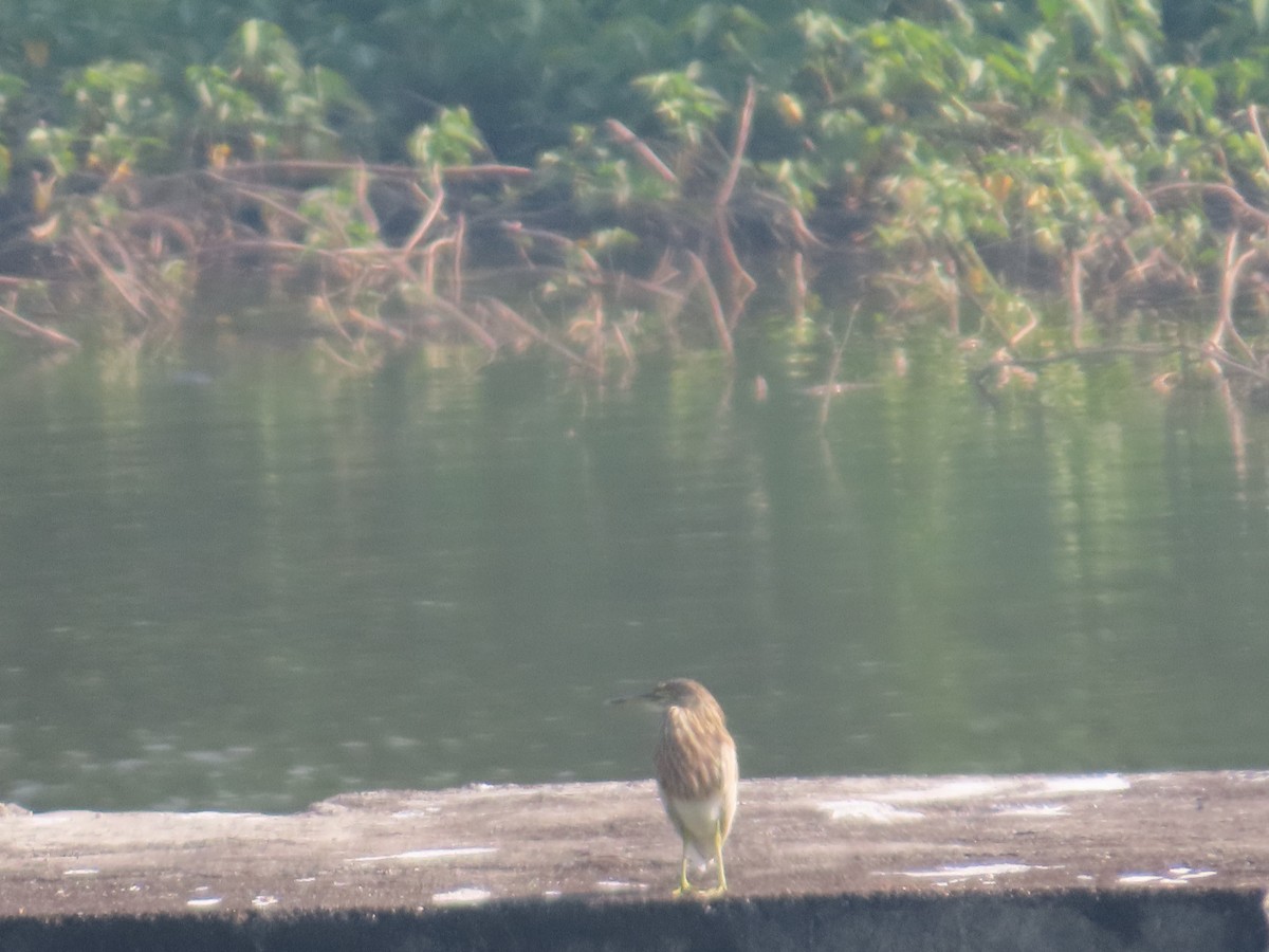 Indian Pond-Heron - ML644981923
