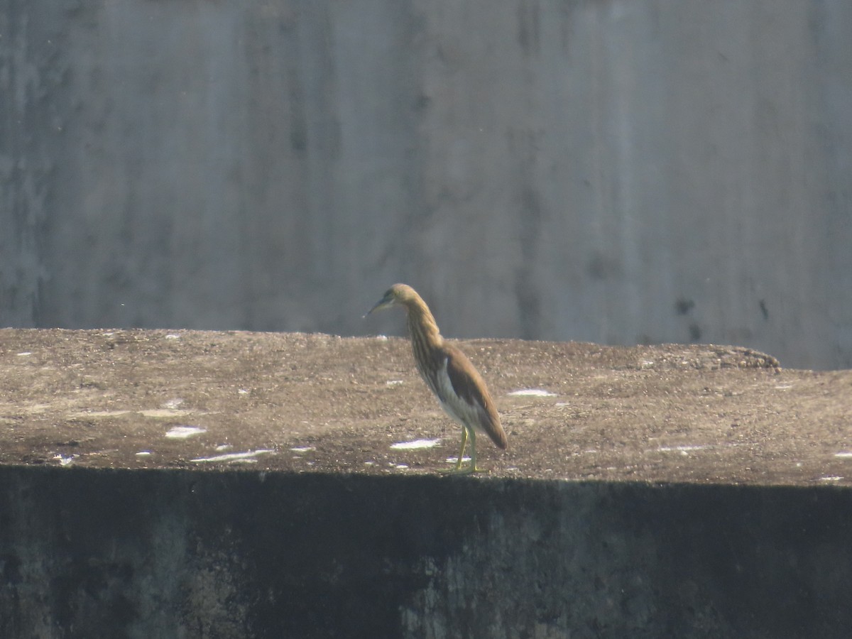 Indian Pond-Heron - ML644981924