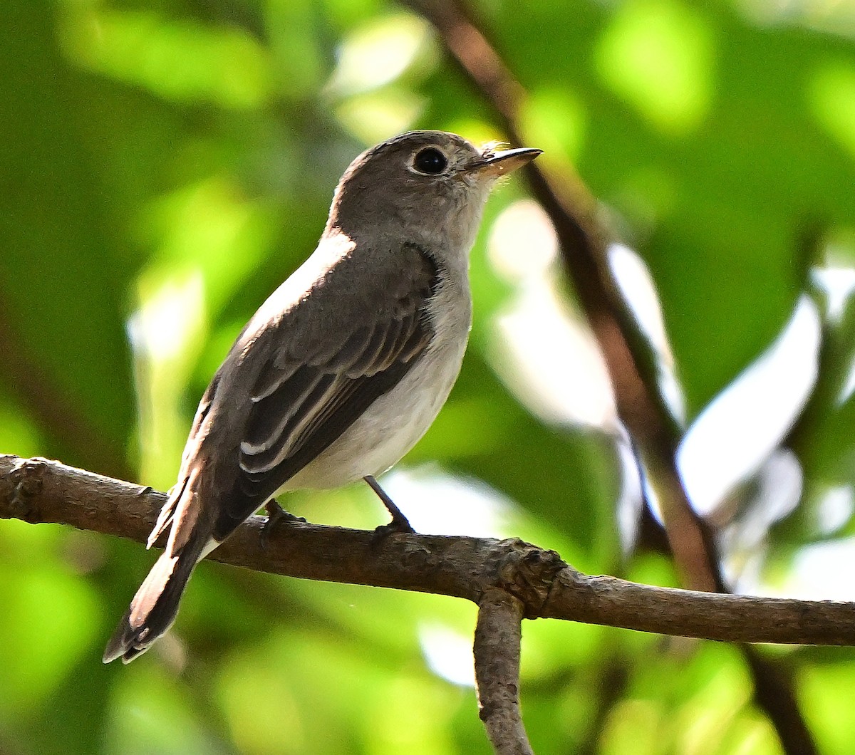 Дагуурын намнаахай - ML644981926