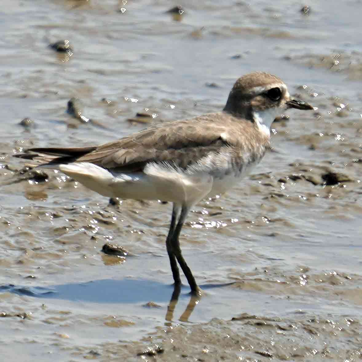 Монгол хиазат - ML644981930