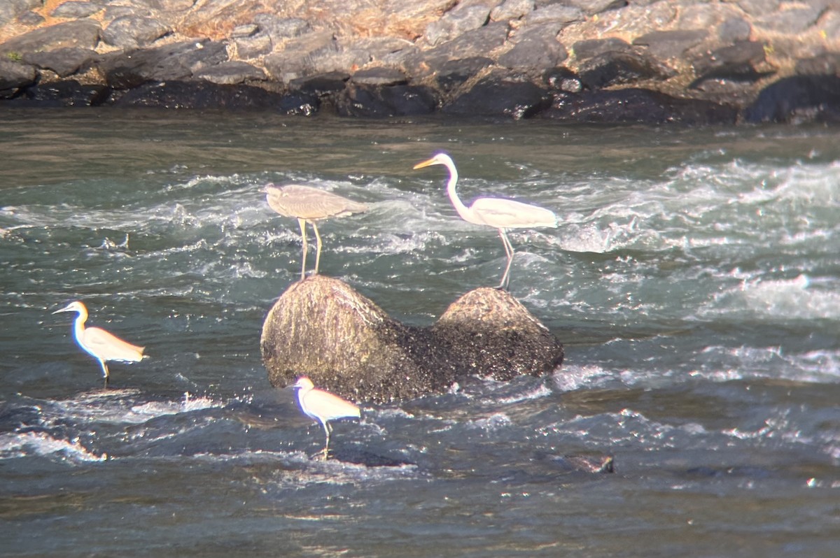 Цасч дэглий - ML644981935