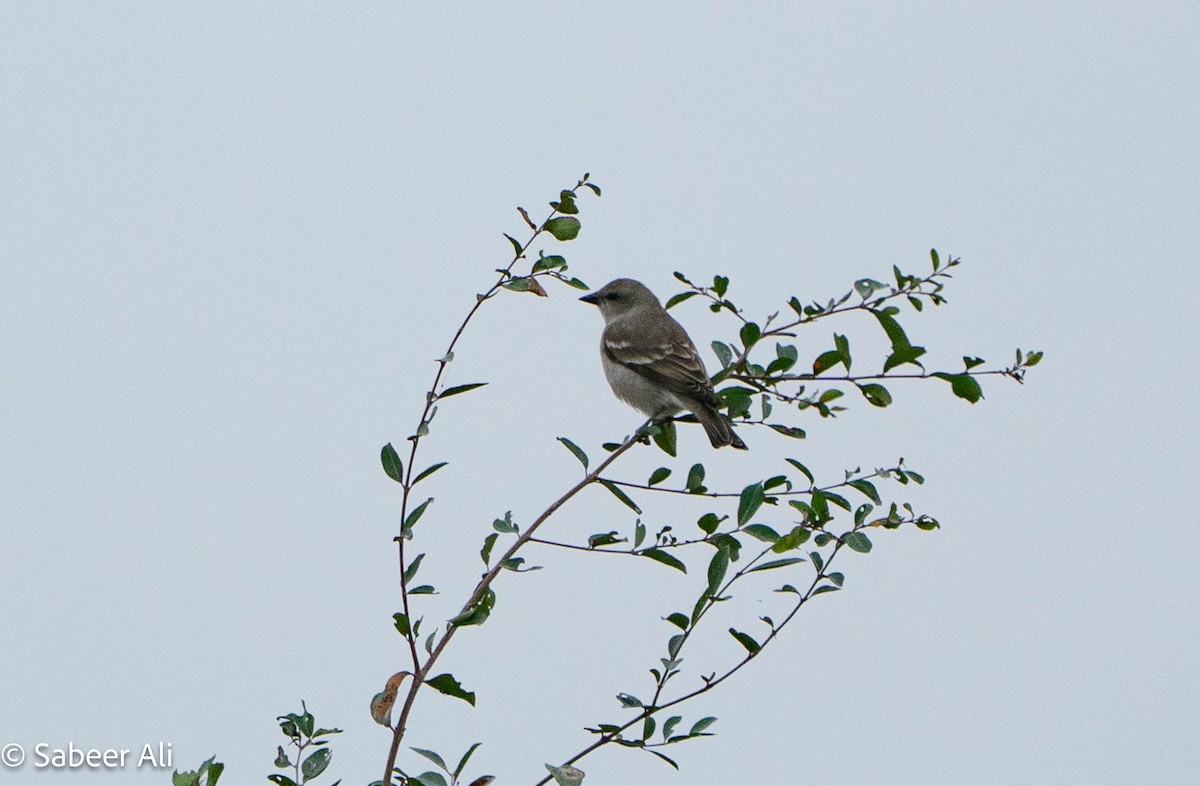 Yellow-throated Sparrow - ML644981937