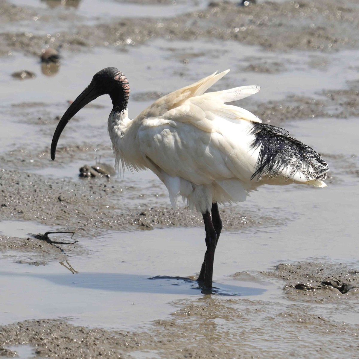 Australian Ibis - ML644981940