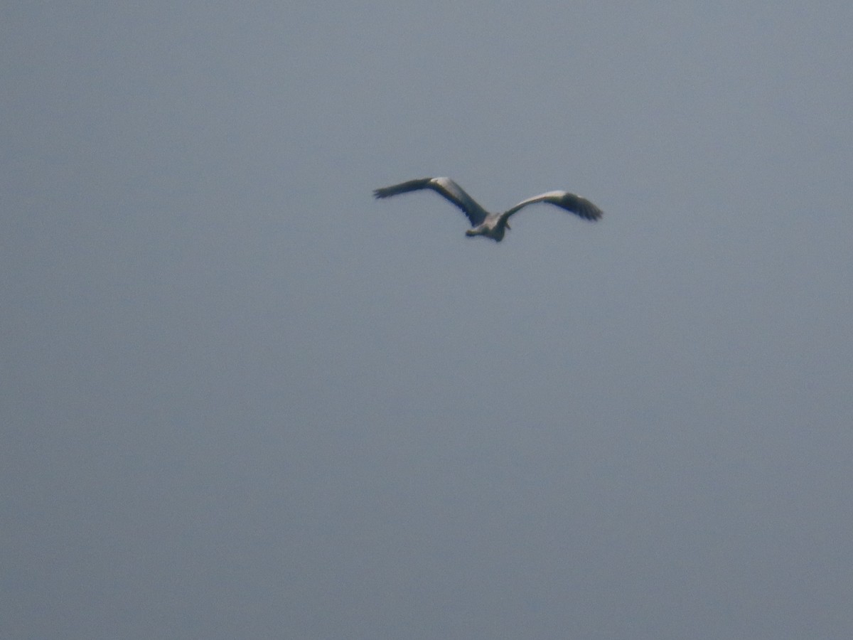 Хөх дэглий - ML644981950