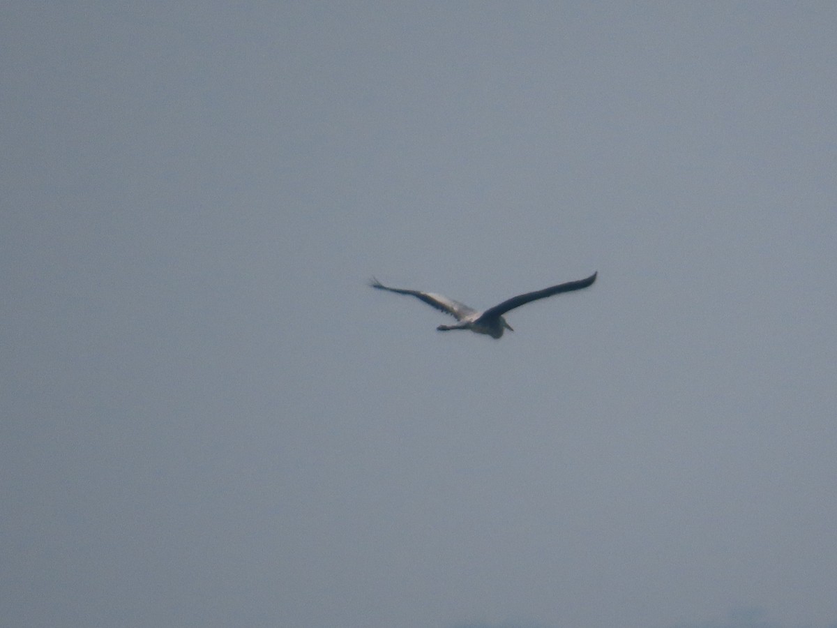 Хөх дэглий - ML644981951