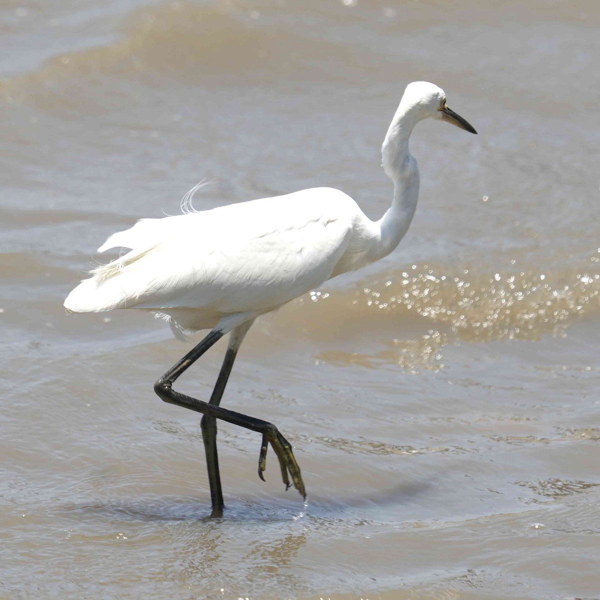 Хурган дэглий - ML644981952