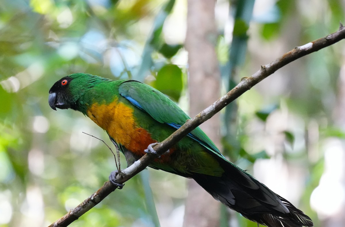 Masked Shining-Parrot - ML644981954