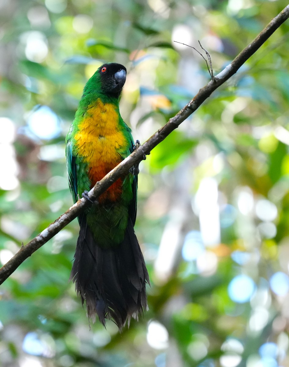 Masked Shining-Parrot - ML644981955