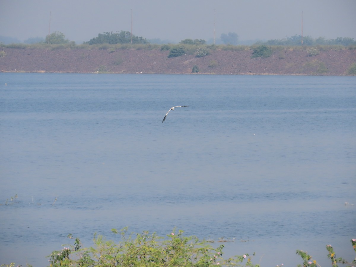 Хөх дэглий - ML644981956