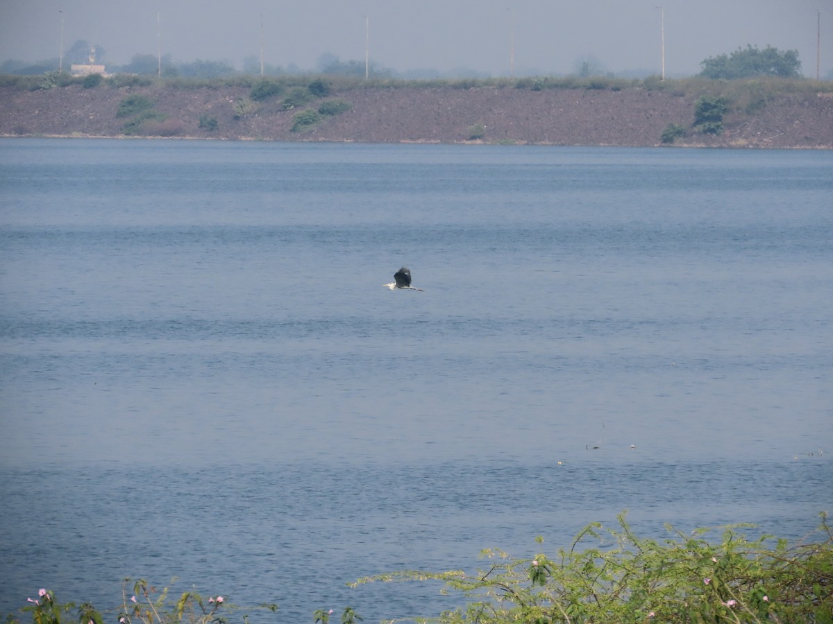 Хөх дэглий - ML644981957