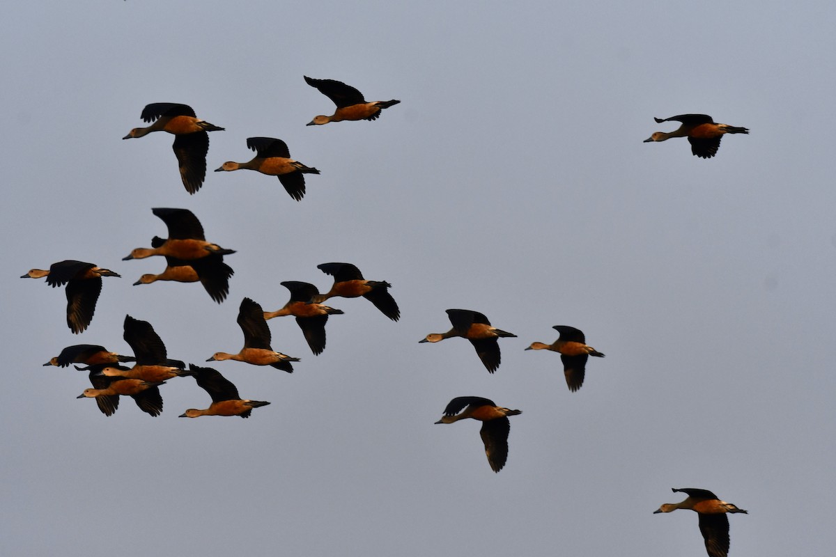 Модны анхир - ML644981958