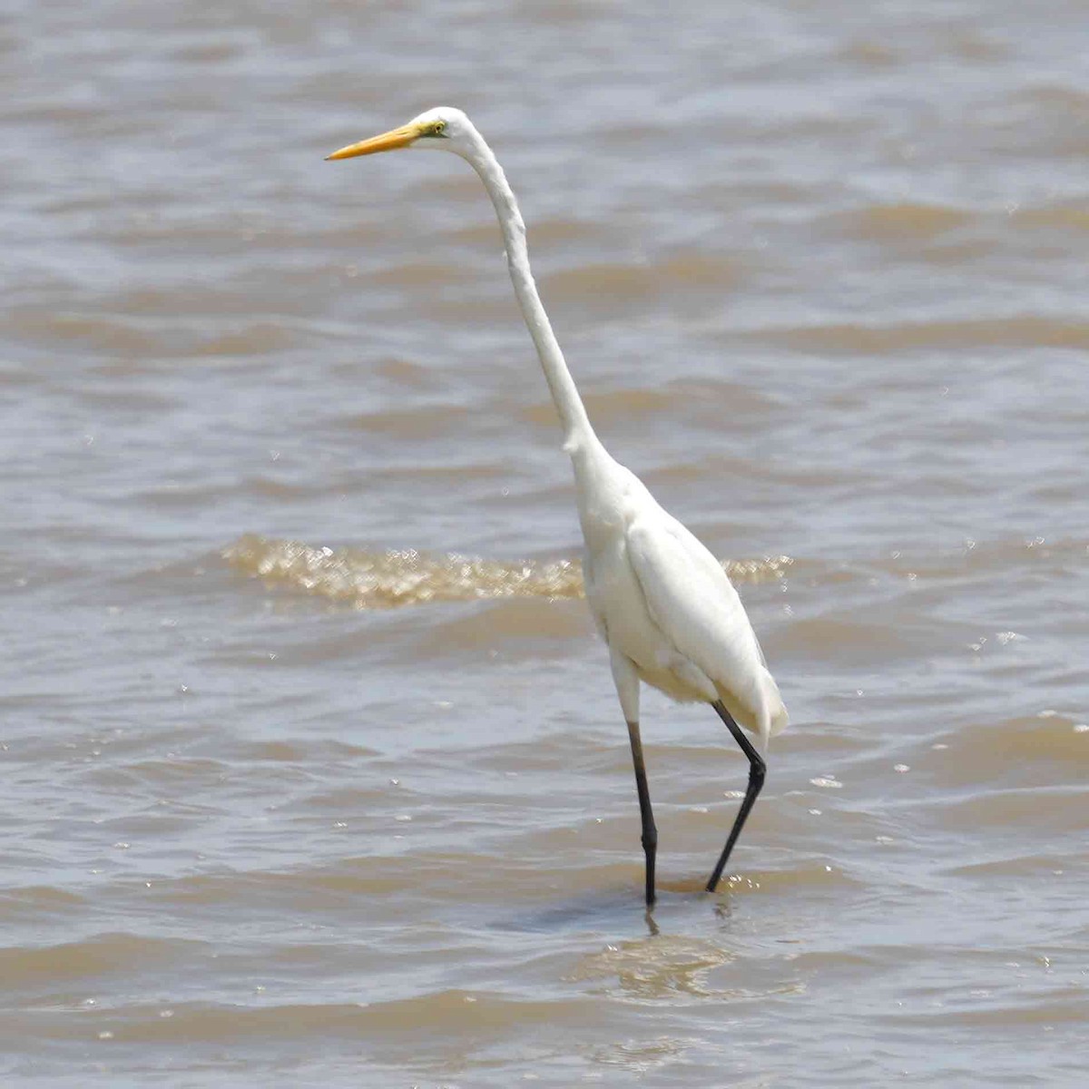 Цасч дэглий - ML644981959