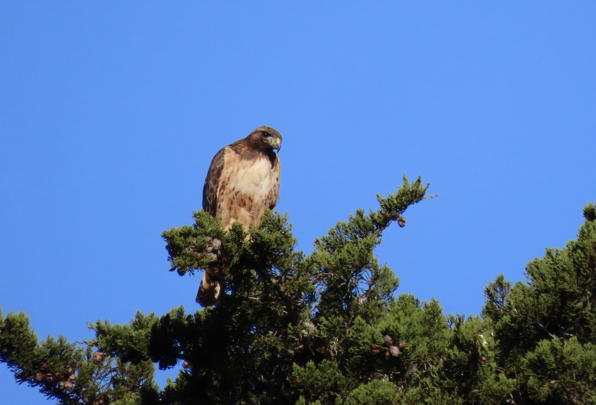 Red-tailed Hawk - ML644981972