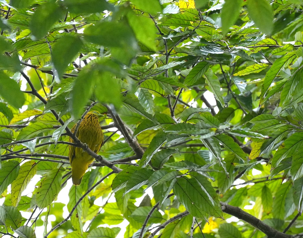 キンミノヒメアオバト - ML644981993