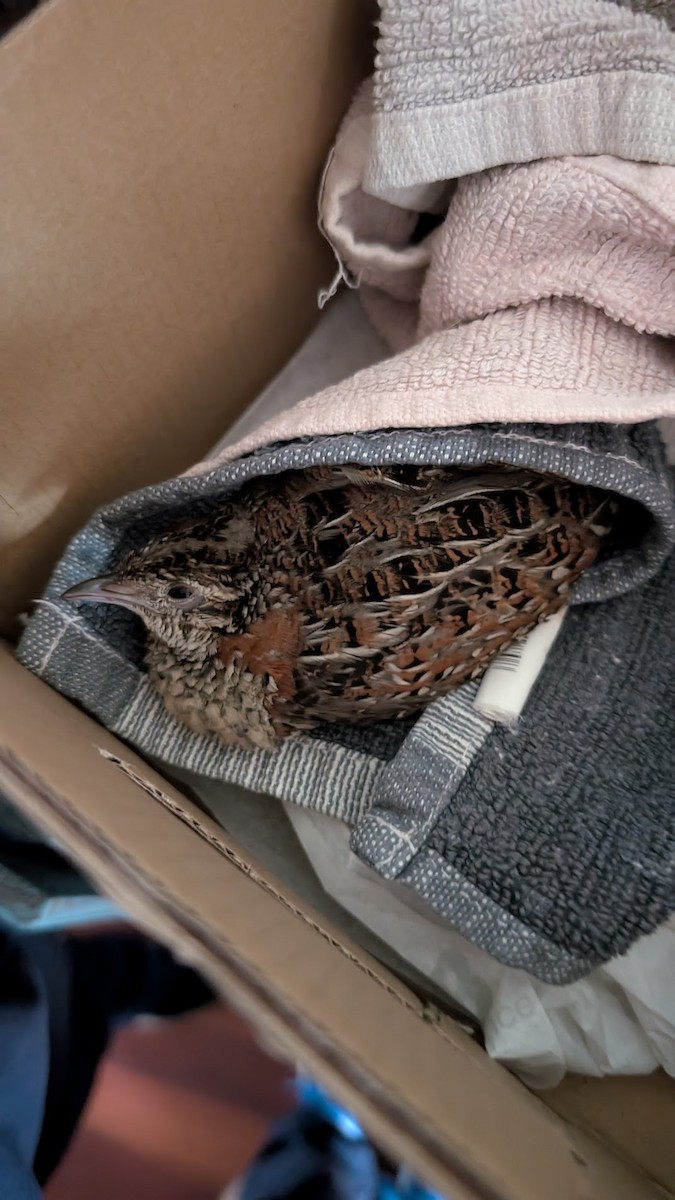 Boyalı Bıldırcınyelvesi - ML644982005