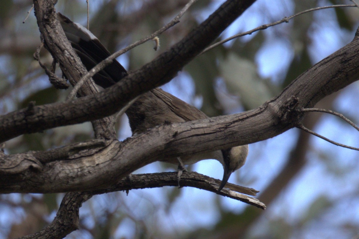 Grauscheitelsäbler - ML644982029