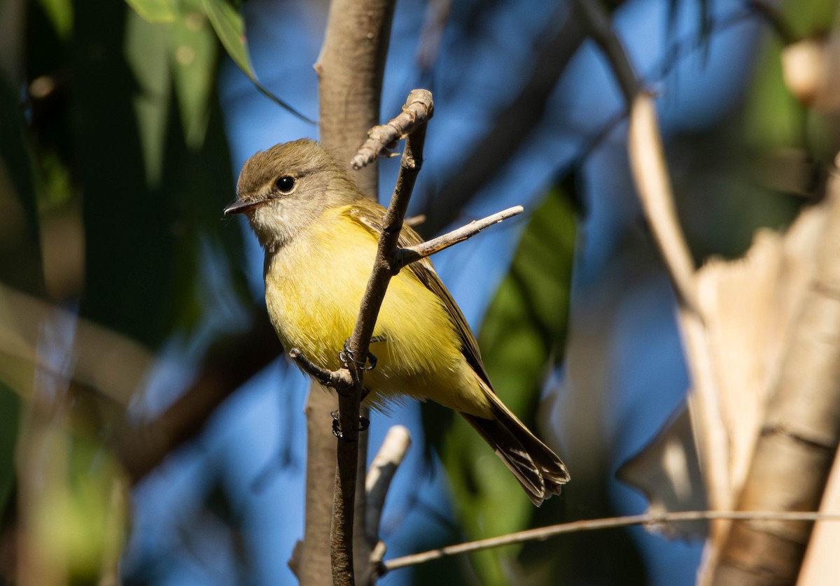 Lemon-bellied Flyrobin - ML644982031