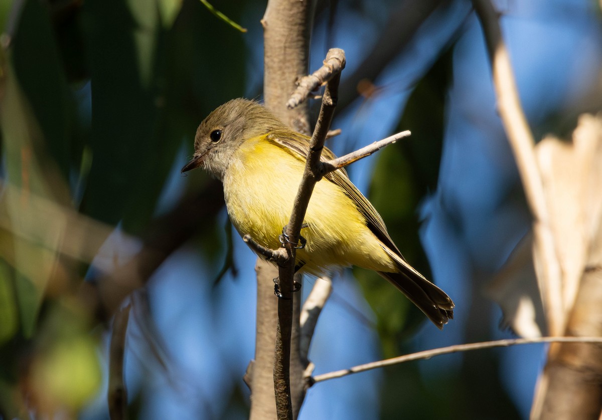 Lemon-bellied Flyrobin - ML644982032