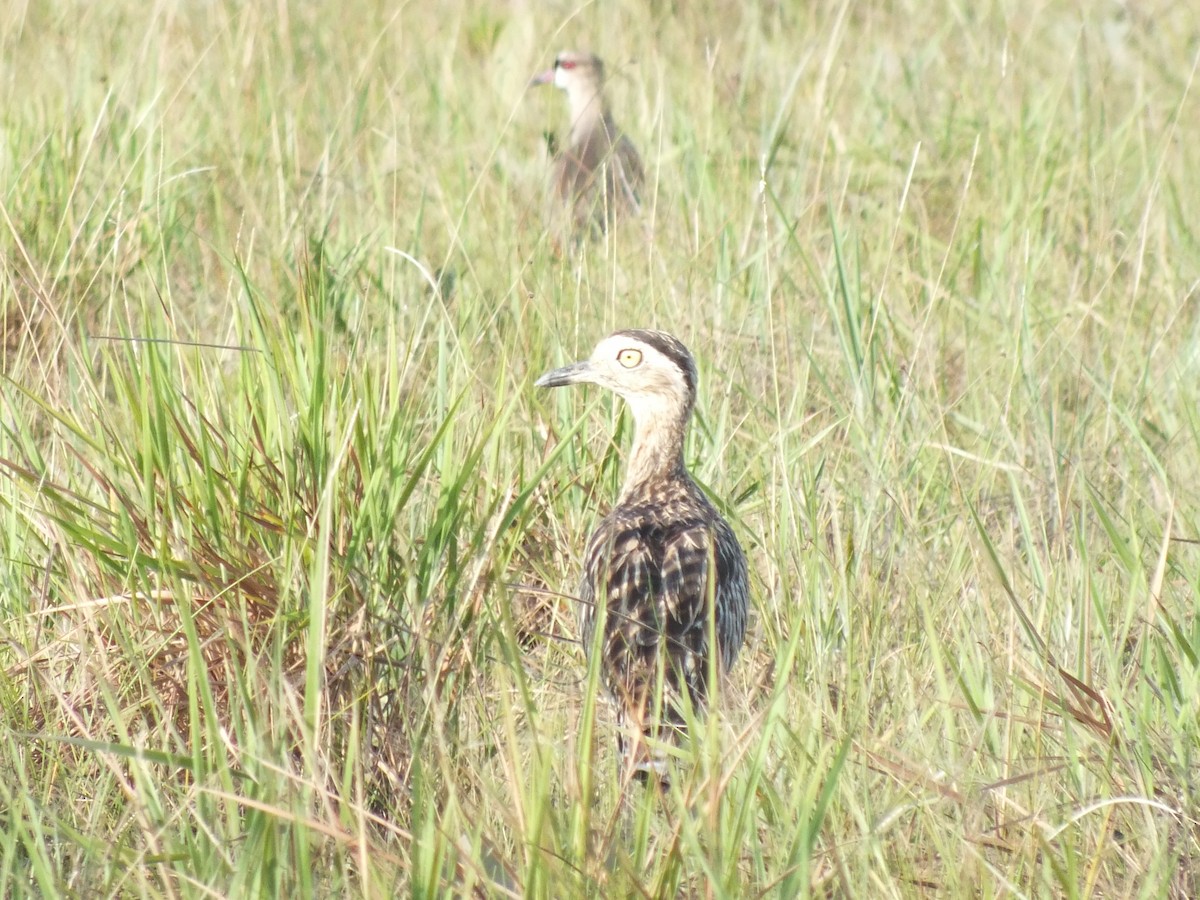 Kaşlı Kocagöz - ML644982039