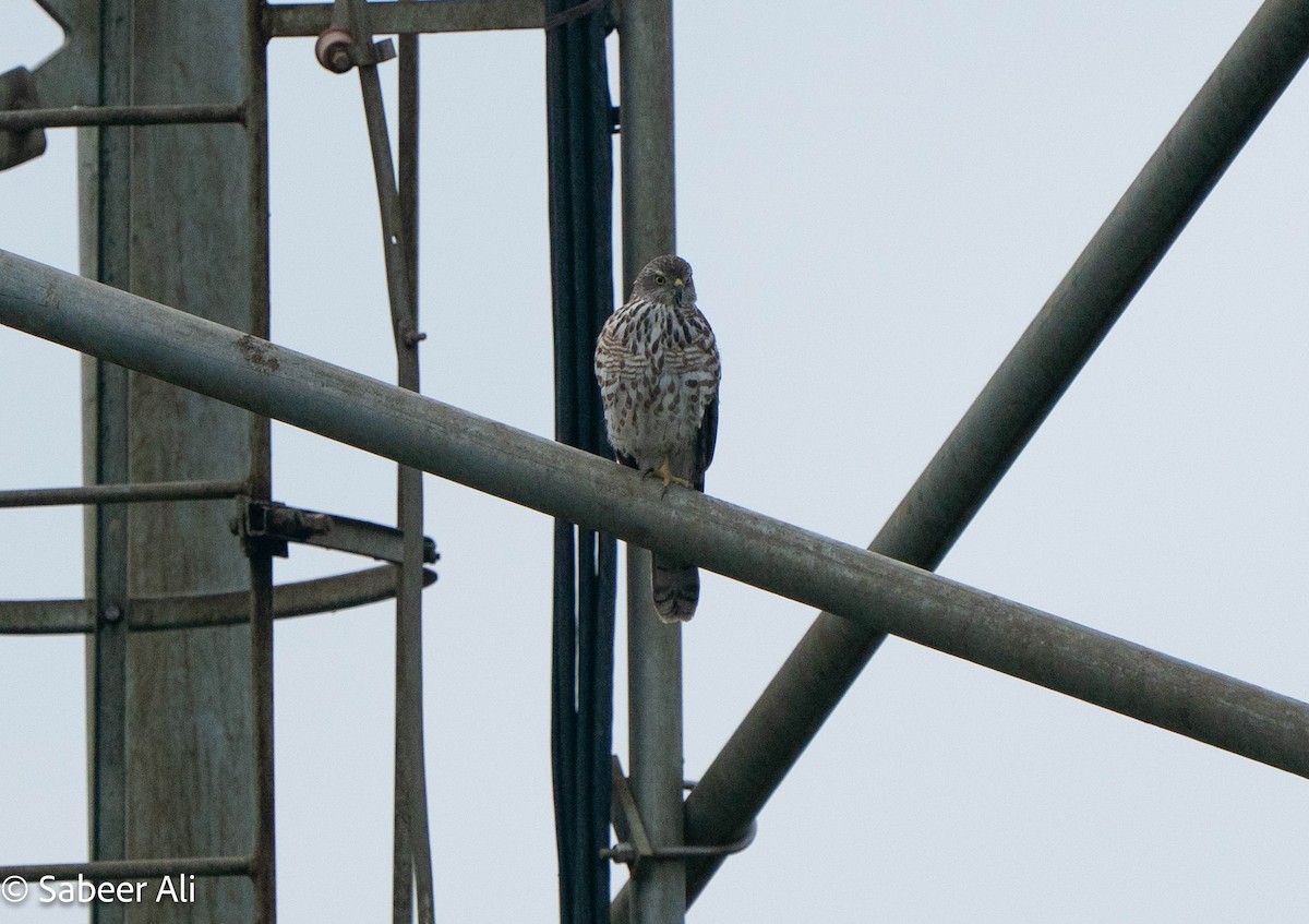 Shikra - ML644982041