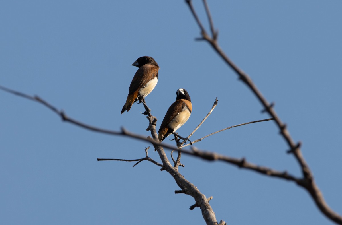 Chestnut-breasted Munia - ML644982046