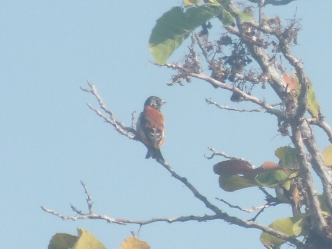 Red Siskin - ML644982047