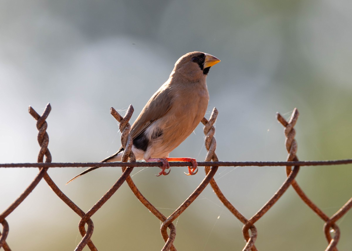 Masked Finch - ML644982049