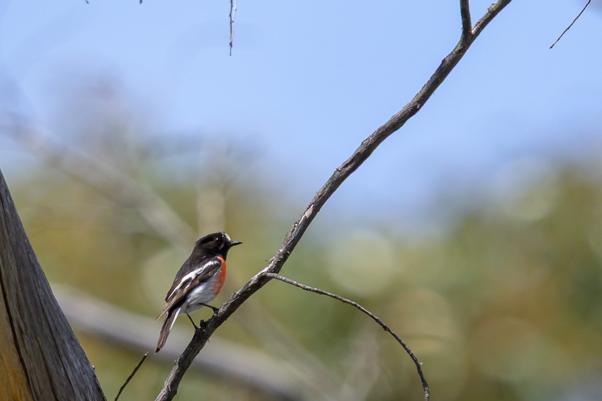 Scarlet Robin - ML644982050