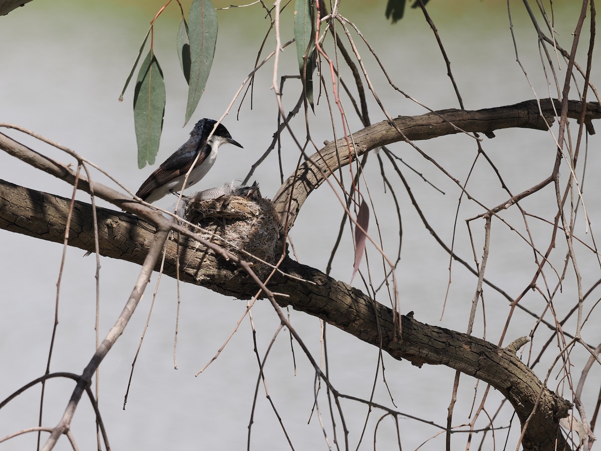 Restless Flycatcher - ML644982051