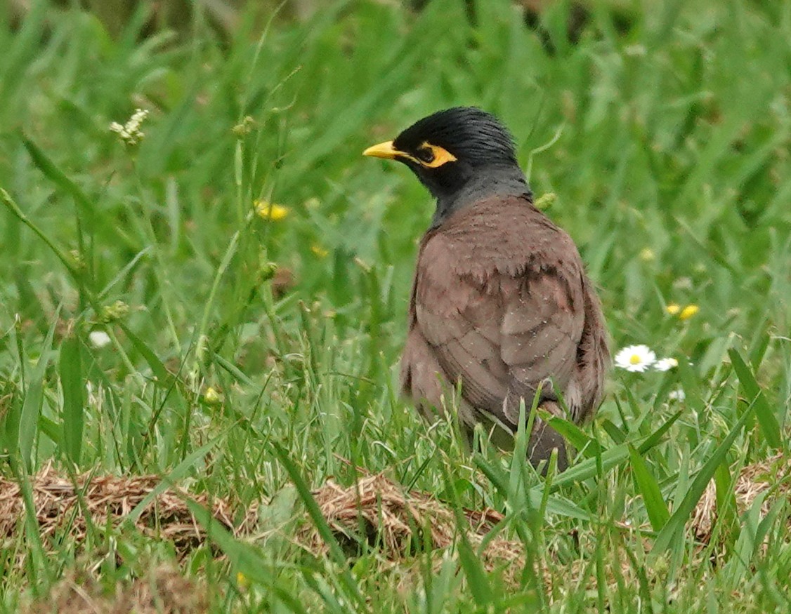 Common Myna - ML644982054