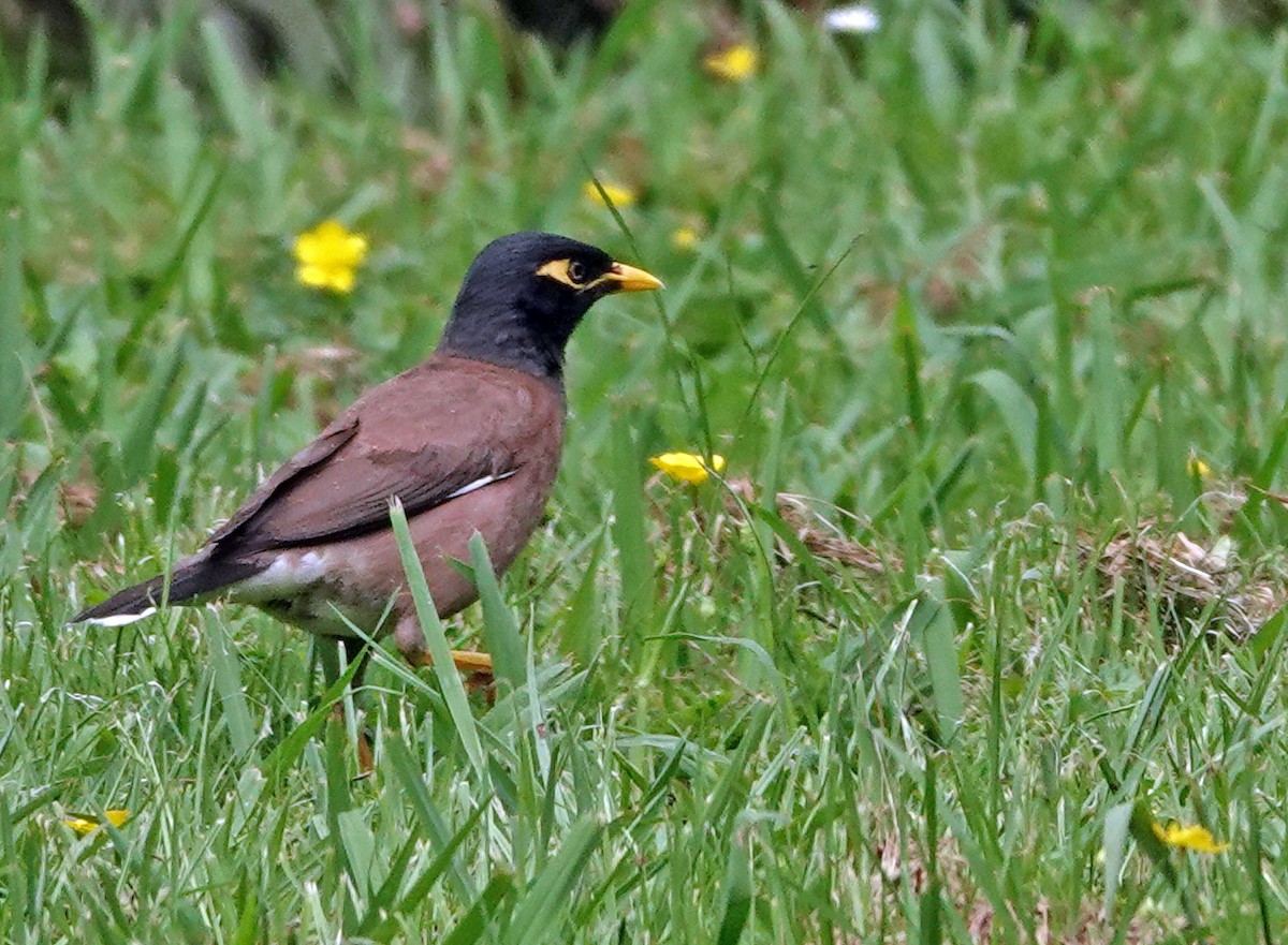 Common Myna - ML644982055