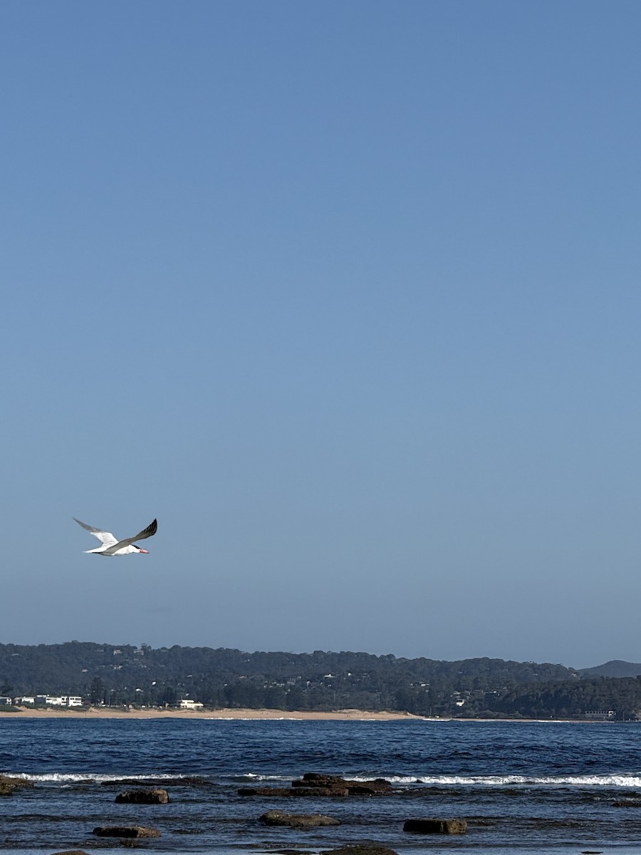 Caspian Tern - ML644982058
