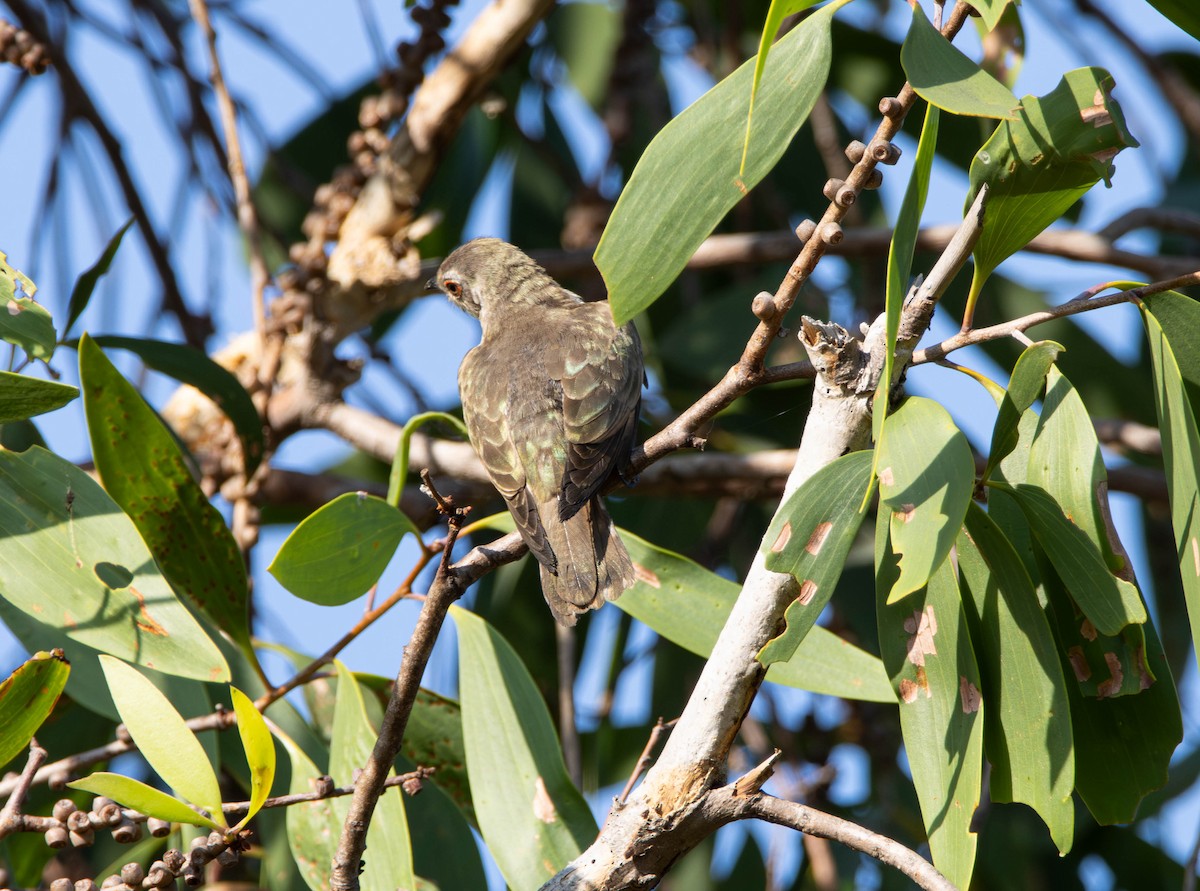 Little Bronze-Cuckoo - ML644982059
