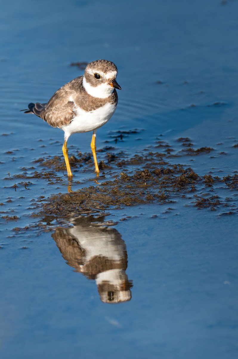 Semipalmated Plover - ML644982060