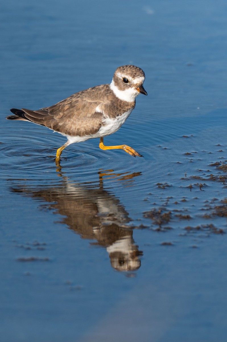 Semipalmated Plover - ML644982061