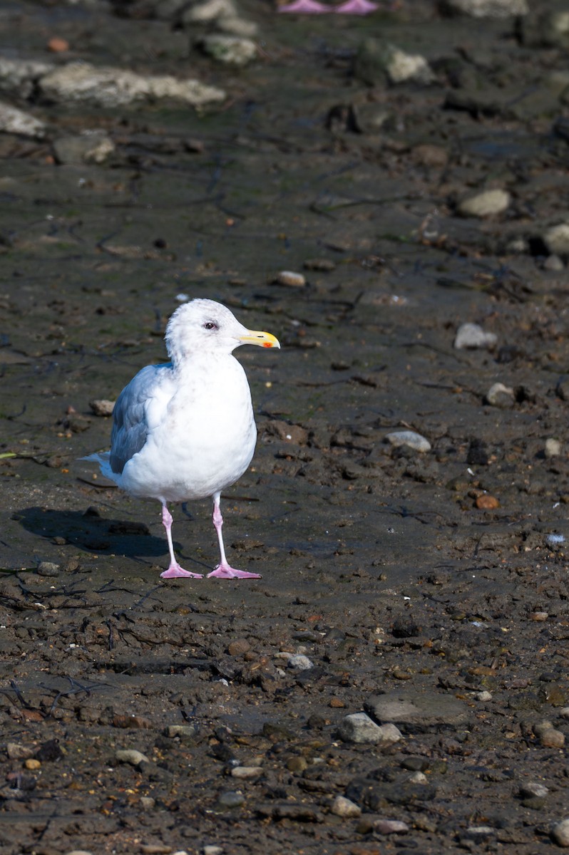 Iceland Gull - ML644982063