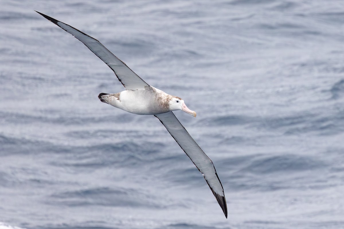 Snowy Albatross - ML644982064